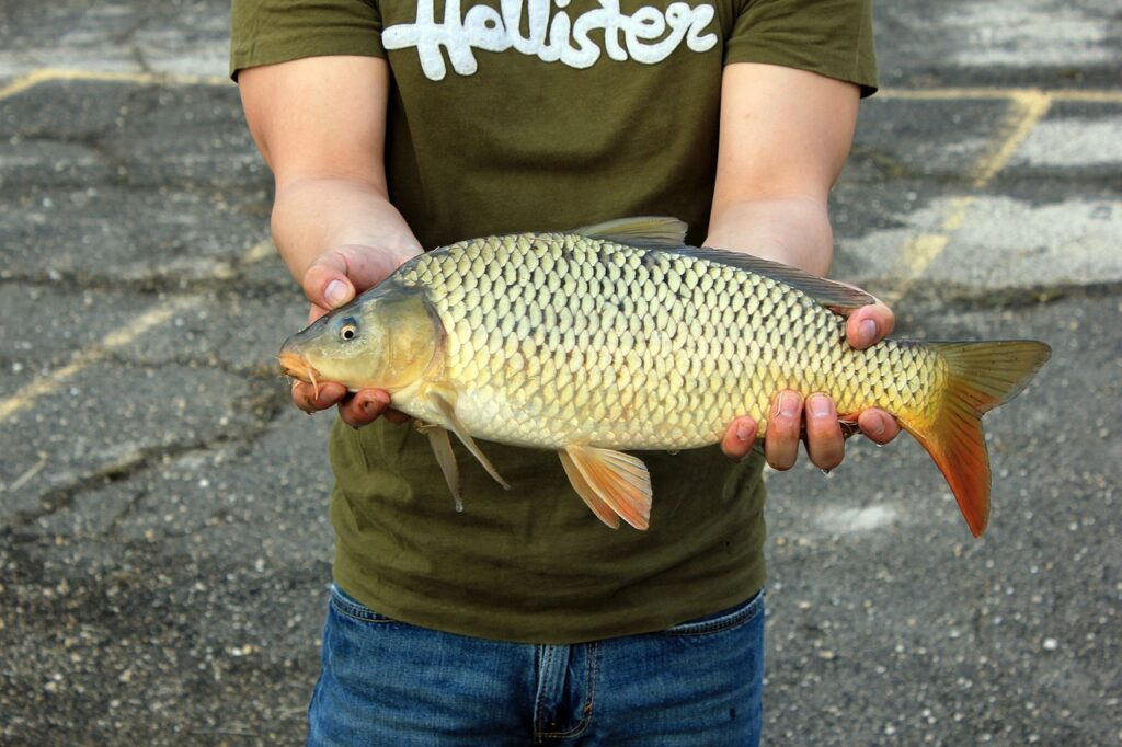 Cook Fish